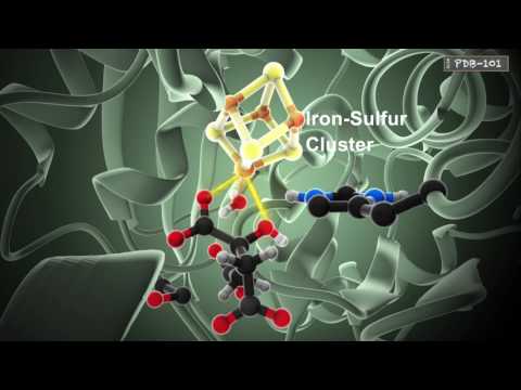 Thumbnail for the embedded element "How Enzymes Work"