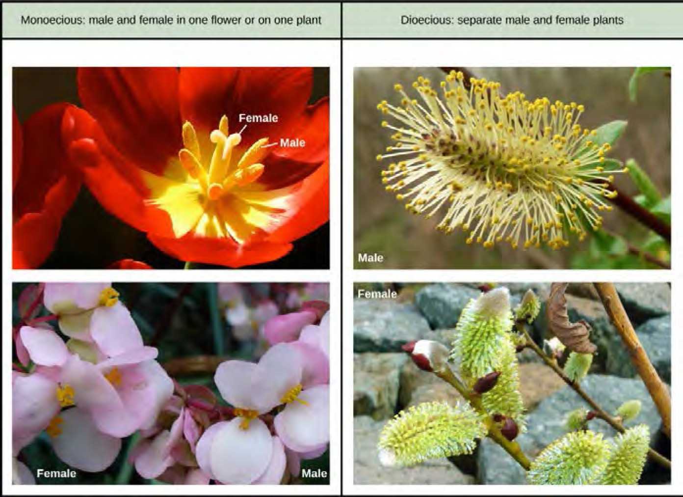 Table with 2 columns. Column on the left has monoecious flowers, column on the right has dioecious flowers. The monoecious flowers are a tulip with male and female structures in one flower, and a begonia plant with male and female flowers on one plant. The dioecious flowers are from 2 separate pussy willow plants, one male and one female.