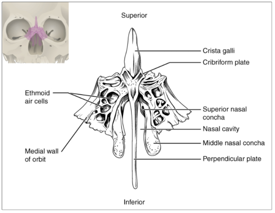 Ethmoid bone