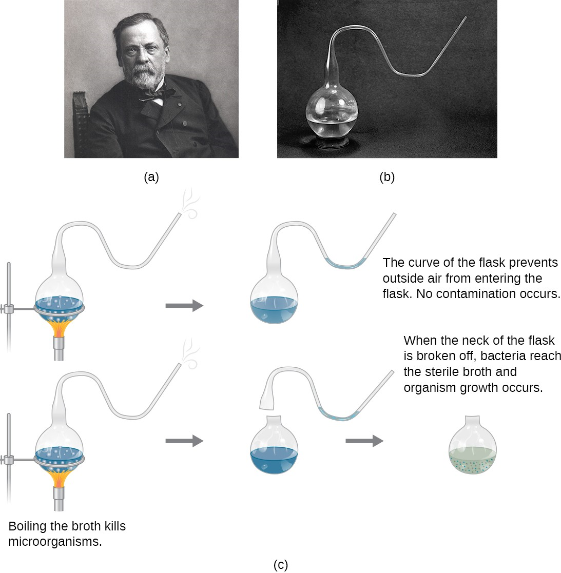 (a) French scientist Louis Pasteur, who definitively refuted the long-disputed theory of spontaneous generation. (b) The unique swan-neck feature of the flasks used in Pasteur ’s experiment allowed air to enter the flask but prevented the entry of bacterial and fungal spores. (c) Pasteur’s experiment consisted of two parts. In the first part, the broth in the flask was boiled to sterilize it. When this broth was cooled, it remained free of contamination. In the second part of the experiment, the flask was boiled and then the neck was broken off. The broth in this flask became contaminated.