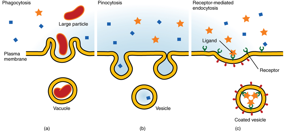 Daiagram of Three forms of endocytosis.