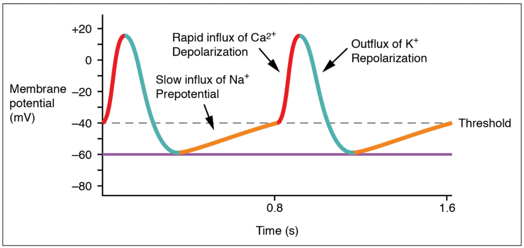 Graph of action potential at the SA mode