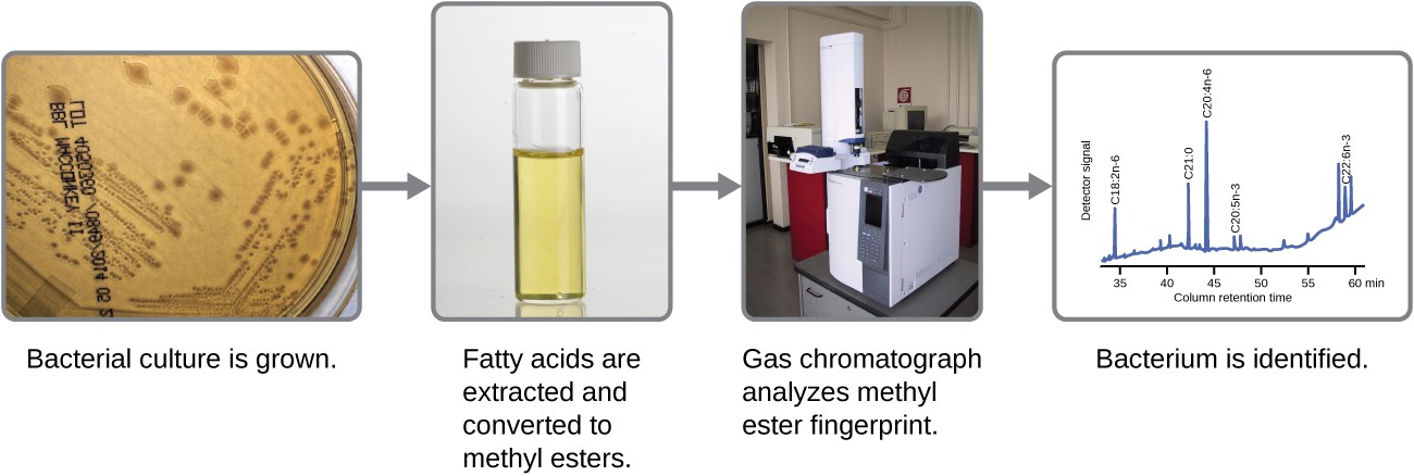 Fatty acid methyl ester (FAME) analysis in bacterial identification results in a chromatogram unique to each bacterium. Each peak in the gas chromatogram corresponds to a particular fatty acid methyl ester and its height is proportional to the amount present in the cell.