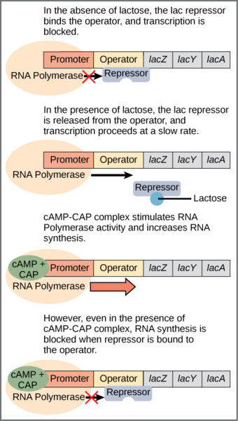 The lac Operon