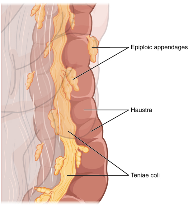 Teniae coli, haustra, and epiploic appendages.