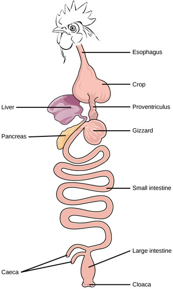 Bird digestive system
