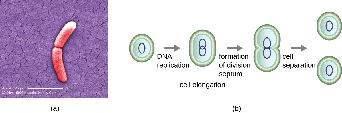 (a) The electron micrograph depicts two cells of Salmonella typhimurium after a binary fission event. (b) Binary fission in bacteria starts with the replication of DNA as the cell elongates. A division septum forms in the center of the cell. Two daughter cells of similar size form and separate, each receiving a copy of the original chromosome.