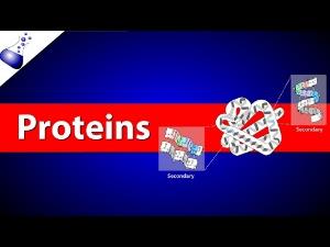 Proteins
