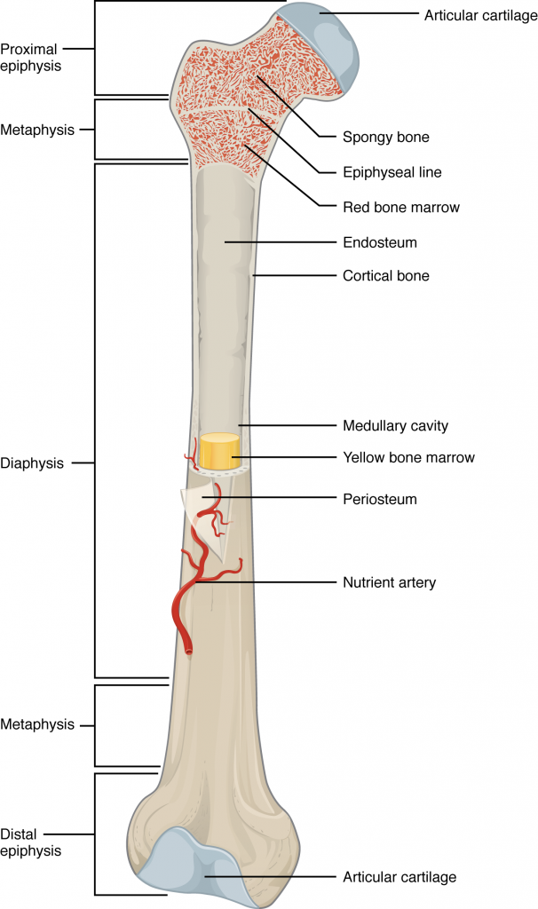 This illustration depicts an anterior view of the right femur, or thigh bone. The inferior end that connects to the knee is at the bottom of the diagram and the superior end that connects to the hip is at the top of the diagram. The bottom end of the bone contains a smaller lateral bulge and a larger medial bulge. A blue articular cartilage covers the inner half of each bulge as well as the small trench that runs between the bulges. This area of the inferior end of the bone is labeled the distal epiphysis. Above the distal epiphysis is the metaphysis, where the bone tapers from the wide epiphysis into the relatively thin shaft. The entire length of the shaft is the diaphysis. The superior half of the femur is cut away to show its internal contents. The bone is covered with an outer translucent sheet called the periosteum. At the midpoint of the diaphysis, a nutrient artery travels through the periosteum and into the inner layers of the bone. The periosteum surrounds a white cylinder of solid bone labeled compact bone. The cavity at the center of the compact bone is called the medullary cavity. The inner layer of the compact bone that lines the medullary cavity is called the endosteum. Within the diaphysis, the medullary cavity contains a cylinder of yellow bone marrow that is penetrated by the nutrient artery. The superior end of the femur is also connected to the diaphysis by a metaphysis. In this upper metaphysis, the bone gradually widens between the diaphysis and the proximal epiphysis. The proximal epiphysis of the femur is roughly hexagonal in shape. However, the upper right side of the hexagon has a large, protruding knob. The femur connects and rotates within the hip socket at this knob. The knob is covered with a blue colored articular cartilage. The internal anatomy of the upper metaphysis and proximal epiphysis are revealed. The medullary cavity in these regions is filled with the mesh like spongy bone. Red bone marrow occupies the many cavities within the spongy bone. There is a clear, white line separating the spongy bone of the upper metaphysis with that of the proximal epiphysis. This line is labeled the epiphyseal line.