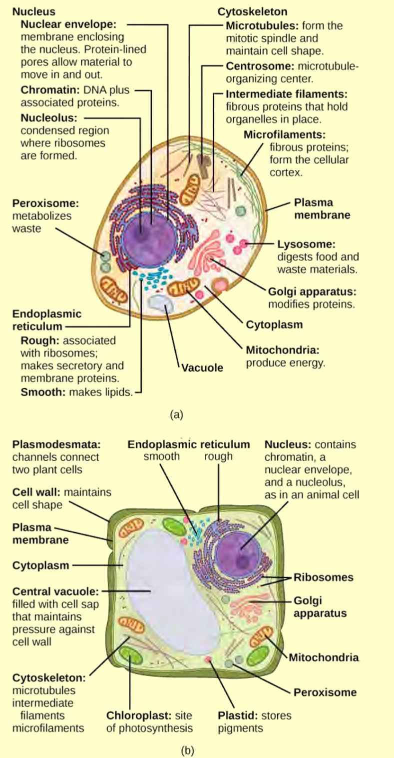 Part a: This illustration shows a typical eukaryotic cell, which is egg shaped. The fluid inside the cell is called the cytoplasm, and the cell is surrounded by a cell membrane. The nucleus takes up about one-half of the width of the cell. Inside the nucleus is the chromatin, which is comprised of DNA and associated proteins. A region of the chromatin is condensed into the nucleolus, a structure in which ribosomes are synthesized. The nucleus is encased in a nuclear envelope, which is perforated by protein-lined pores that allow entry of material into the nucleus. The nucleus is surrounded by the rough and smooth endoplasmic reticulum, or ER. The smooth ER is the site of lipid synthesis. The rough ER has embedded ribosomes that give it a bumpy appearance. It synthesizes membrane and secretory proteins. Besides the ER, many other organelles float inside the cytoplasm. These include the Golgi apparatus, which modifies proteins and lipids synthesized in the ER. The Golgi apparatus is made of layers of flat membranes. Mitochondria, which produce energy for the cell, have an outer membrane and a highly folded inner membrane. Other, smaller organelles include peroxisomes that metabolize waste, lysosomes that digest food, and vacuoles. Ribosomes, responsible for protein synthesis, also float freely in the cytoplasm and are depicted as small dots. The last cellular component shown is the cytoskeleton, which has four different types of components: microfilaments, intermediate filaments, microtubules, and centrosomes. Microfilaments are fibrous proteins that line the cell membrane and make up the cellular cortex. Intermediate filaments are fibrous proteins that hold organelles in place. Microtubules form the mitotic spindle and maintain cell shape. Centrosomes are made of two tubular structures at right angles to one another. They form the microtubule-organizing center. Part b: This illustration depicts a typical eukaryotic plant cell. The nucleus of a plant cell contains chromatin and a nucleolus, the same as in an animal cell. Other structures that a plant cell has in common with an animal cell include rough and smooth ER, the Golgi apparatus, mitochondria, peroxisomes, and ribosomes. The fluid inside the plant cell is called the cytoplasm, just as in an animal cell. The plant cell has three of the four cytoskeletal components found in animal cells: microtubules, intermediate filaments, and microfilaments. Plant cells do not have centrosomes. Plants have five structures not found in animals cells: plasmodesmata, chloroplasts, plastids, a central vacuole, and a cell wall. Plasmodesmata form channels between adjacent plant cells. Chloroplasts are responsible for photosynthesis; they have an outer membrane, an inner membrane, and stack of membranes inside the inner membrane. The central vacuole is a very large, fluid-filled structure that maintains pressure against the cell wall. Plastids store pigments. The cell wall is localized outside the cell membrane.