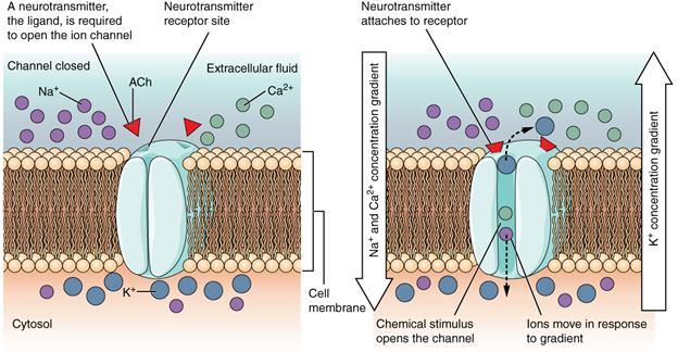 Ligand-gated channels.