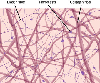 Loose connective tissue