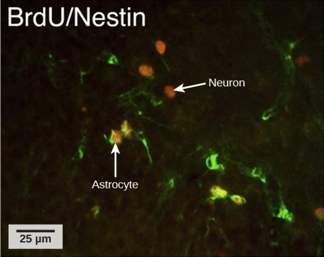 In the micrograph, several cells are fluorescently labeled green only. Three cells are labeled red only, and four cells are labeled green and red. The cells labeled green and red are astrocytes, and the cells labeled red are neurons. The neurons are oval and about ten microns long. Astrocytes are slightly larger and irregularly shaped.
