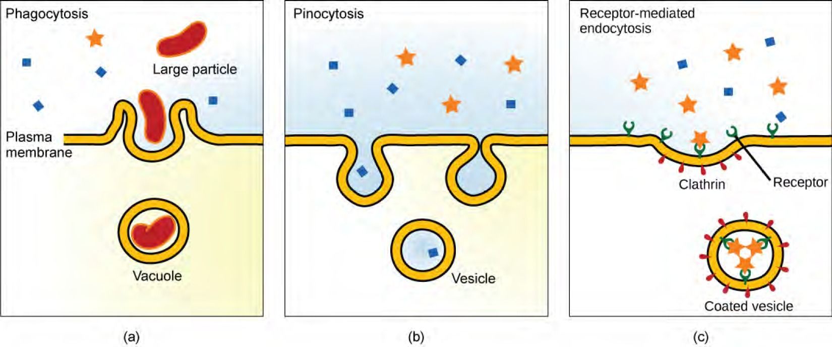Three types of endocytosis are shown: (a) phagocytosis, (b) pinocytosis, and (c) receptor-mediated endocytosis. Part a shows the plasma membrane forming a pocket around a particle in the extracellular fluid. The membrane subsequently engulfs the particle, which becomes trapped in a vacuole. Part b shows a plasma membrane forming a pocket around fluid in the extracellular fluid. The membrane subsequently engulfs the fluid, which becomes trapped in a vacuole. Part c shows a part of the plasma membrane that is clathrin-coated on the cytoplasmic side and has receptors on the extracellular side. The receptors bind a substance, then pinch off to form a coated vesicle.