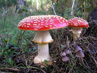 The poisonous Amanita muscaria