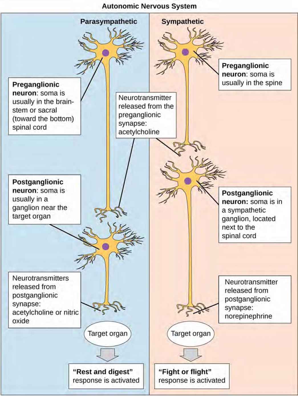 The autonomic nervous system is divided into sympathetic and parasympathetic systems. In the sympathetic system, the soma of the preganglionic neurons is usually located in the spine while in the parasympathetic system the soma is usually in the brainstem or sacral, at the bottom of the spine. In both systems, the preganglionic neuron releases the neurotransmitter acetylcholine into the synapse. Postganglionic neurons of the sympathetic system have somas in a sympathetic ganglion, located next to the spinal cord. Postganglionic neurons of the parasympathetic system have somas in ganglions near the target organ. Postganglionic neurons of the sympathetic system release norepinephrine into the synapse, while postganglionic neurons of the parasympathetic system release acetylcholine or nitric oxide.