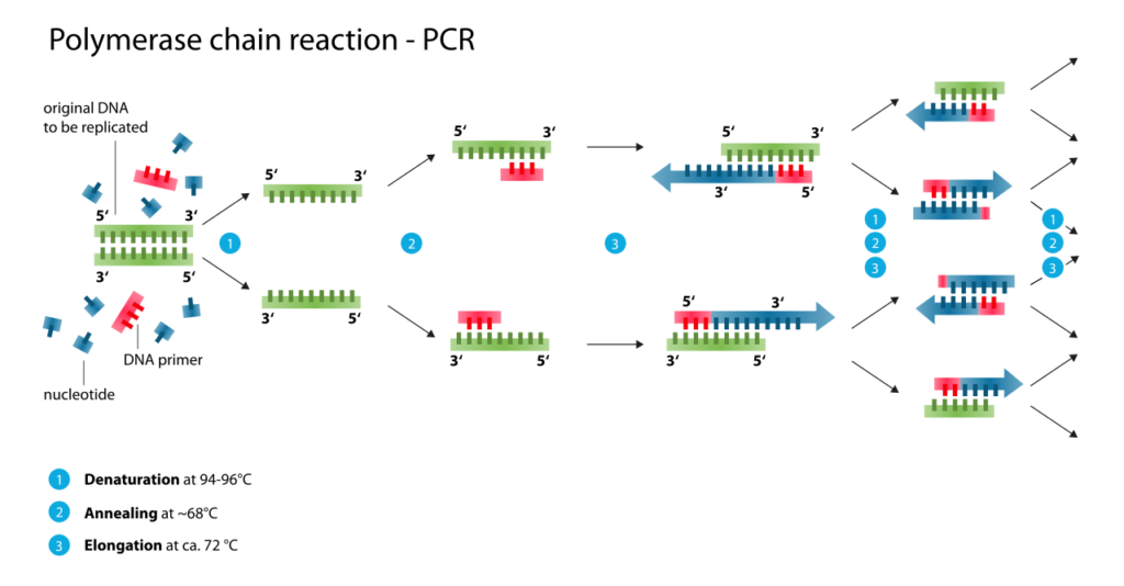 Polymerase Chain Reaction (PCR)