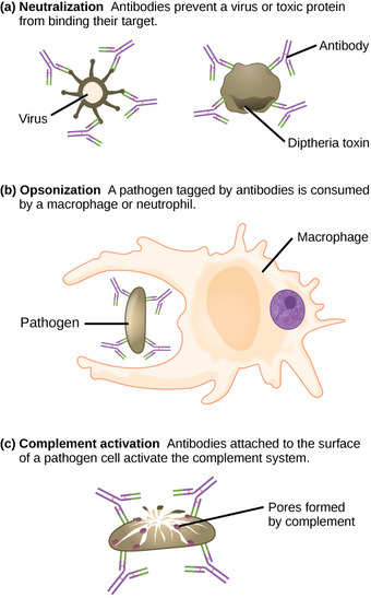 Methods by which antibodies inhibit infection