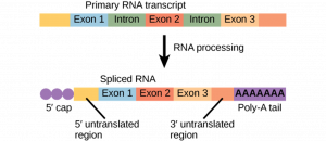 Primary RNA transcript with the following order of segments: of 5-prime untranslated region, Exon 1, intron, Exon 2, intron, Exon 3, 3-prime untranslated region. After RNA processing, the spliced RNA contains: 5-prime cap, 5-prime untranslated region, Exon 1, Exon 2, Exon 3, 3-prime untranslated region, and Poly-A tail (sequence of "A" bases).