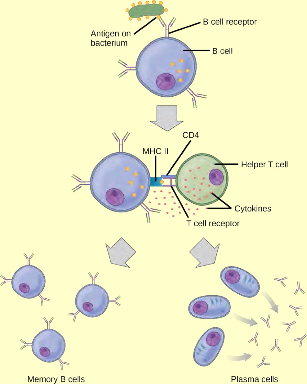 Illustration shows activation of a B cell. An antigen on the surface of a bacterium binds the B cell receptor. The B cell engulfs the antigen, and presents the antigen on its surface in conjunction with a MHC II receptor. A T cell receptor and CD4 molecule on the surface of a helper T cell recognize the antigen–MHC II complex and activate the B cell. The B cell divides and turns into memory B cells and plasma cells. Memory B cells present antigen-specific antibody on their surface. Plasma B cells excrete antibodies.