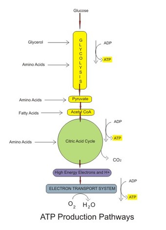 ATP production pathways