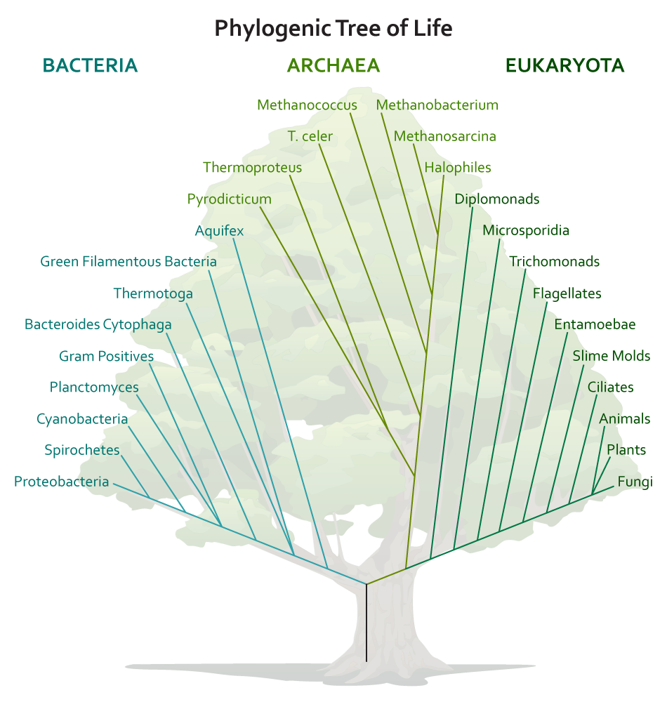 Tree of Life. 