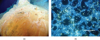 Microbial mat