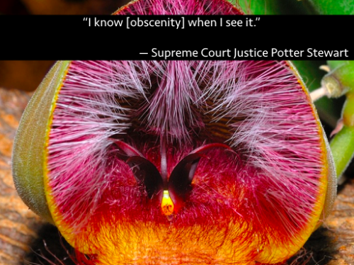 Quote: "I know [obscenity] when I see it" - Supreme Court Justice Potter Stewart