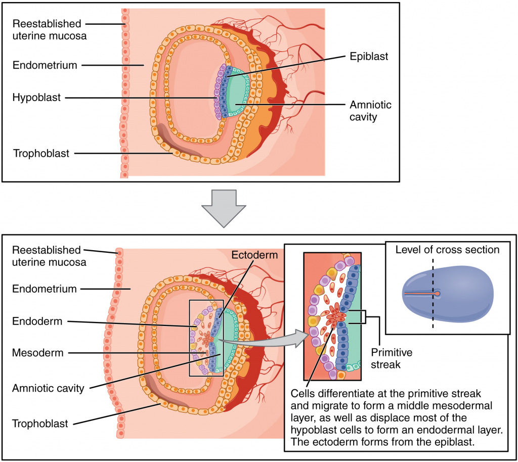Diagram of germ layers