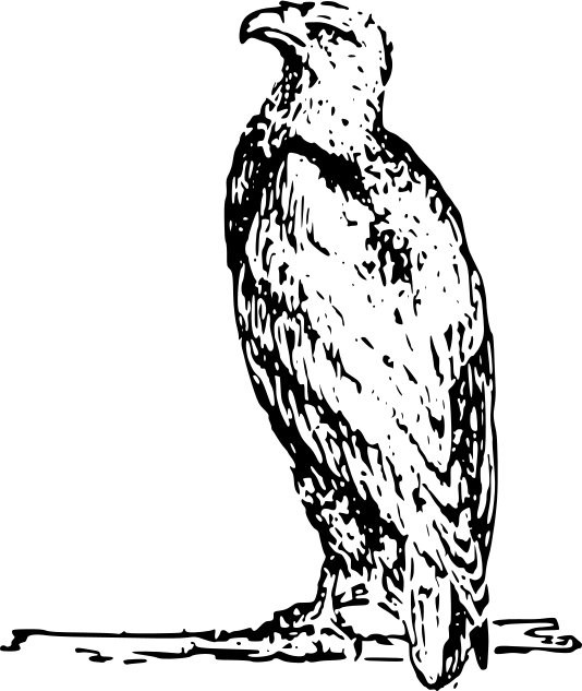 An illustration of an eagle seated on a branch.