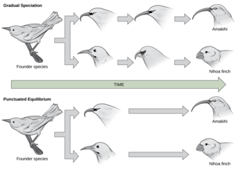 Graduated Speciation vs Punctuated Equilibrium