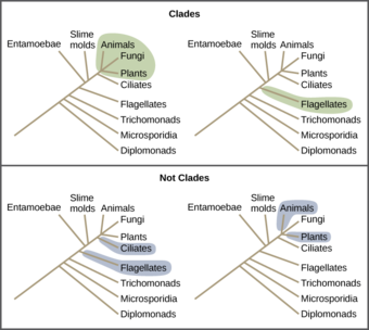 Examples of clades
