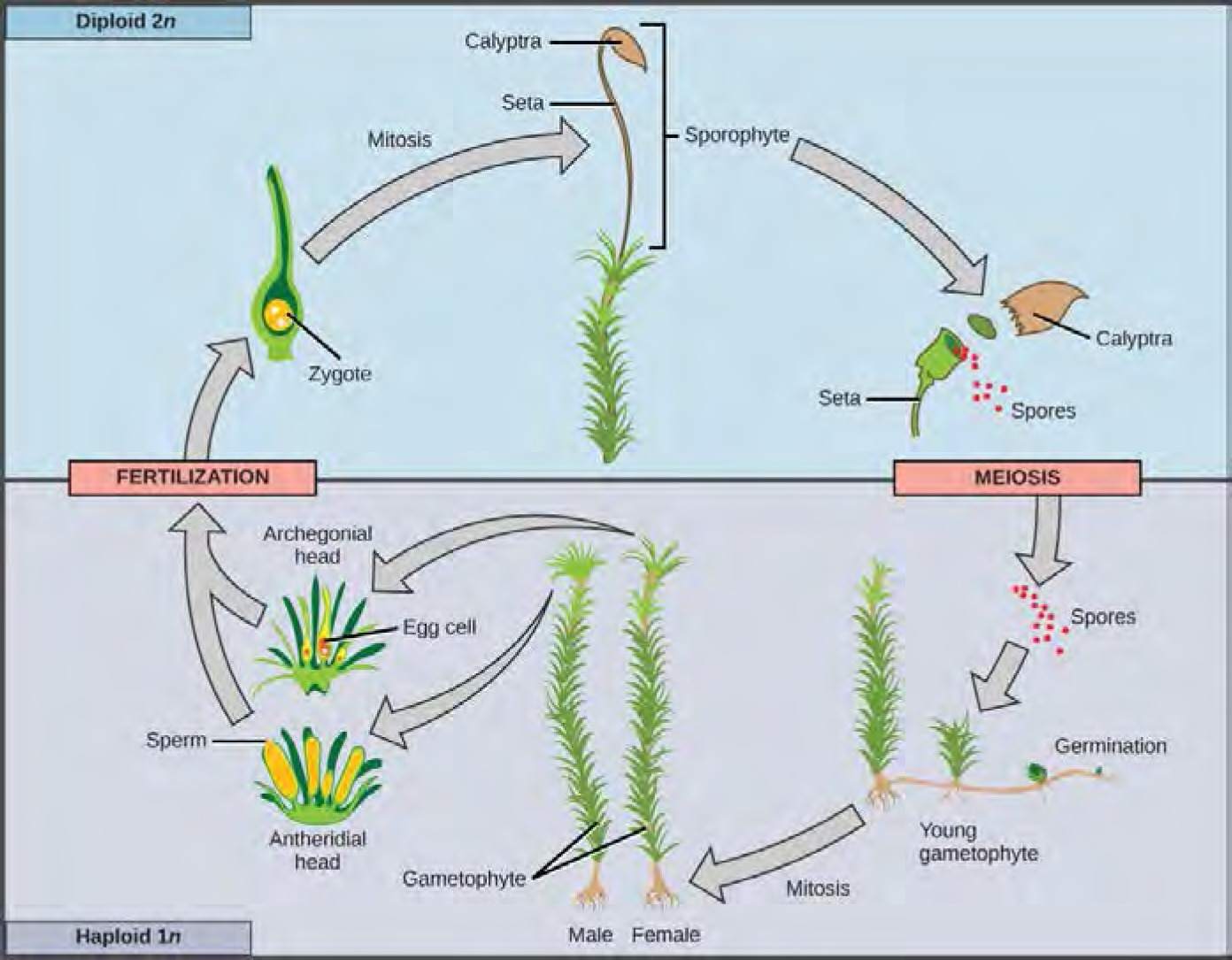 Sporogenous tissue undergoes meiosis to produce haploid (1n) spores, which germinate into young gametophytes. The gametophytes grow and develop into male or female gametophytes, which then produce sperm and eggs that fuse to form a diploid (2n) zygote. The zygote undergoes mitosis to form a 2n sporophyte, ending the cycle.