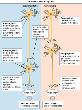 Autonomic nervous system