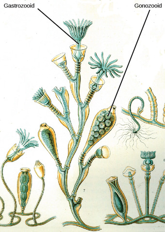 Types of polyps in Obelia