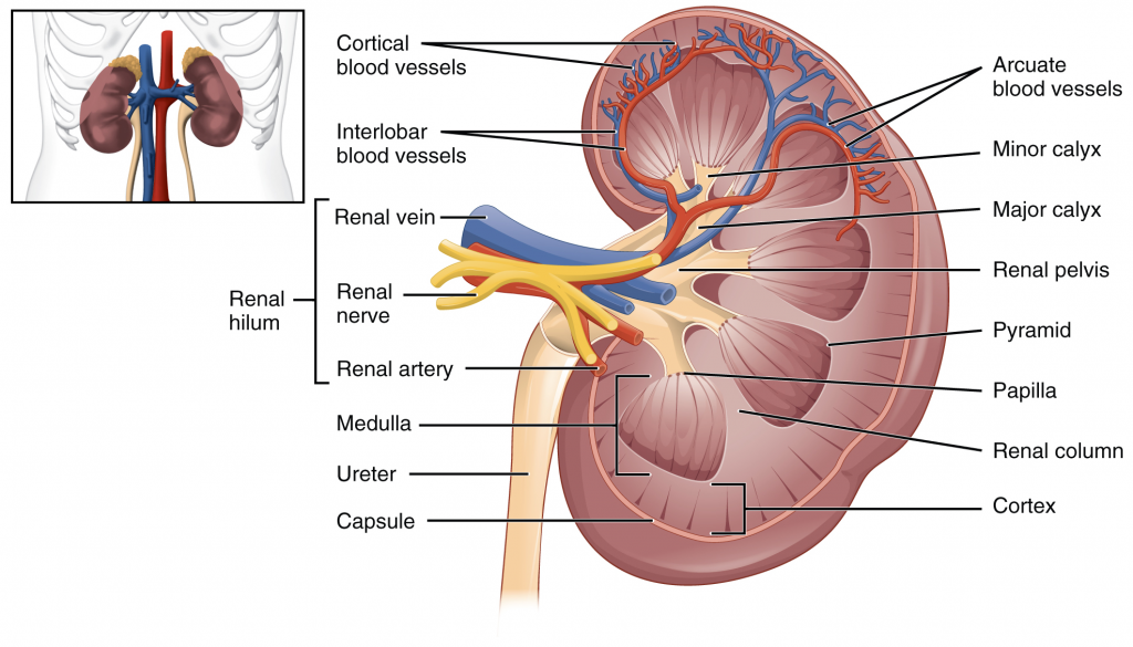 Diagram of left kdiney