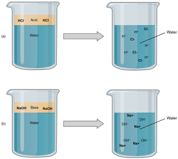 Figure 2.16 (a) In aqueous (watery) solution, an acid dissociates into hydrogen ions (H+) and anions. Every molecule of a strong acid dissociates, producing a high concentration of H+. (b) In aqueous solution, a base dissociates into hydroxyl ions (OH–) and cations. Every molecule of a strong base dissociates, producing a high concentration of OH–. 