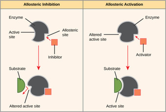 Allosteric inhibitors and activators