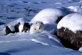 Arctic fox