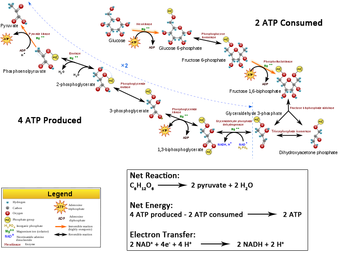 Glycolysis produces 2 ATP, 2 NADH, and 2 pyruvate molecules