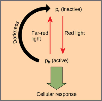 Phytochrome system