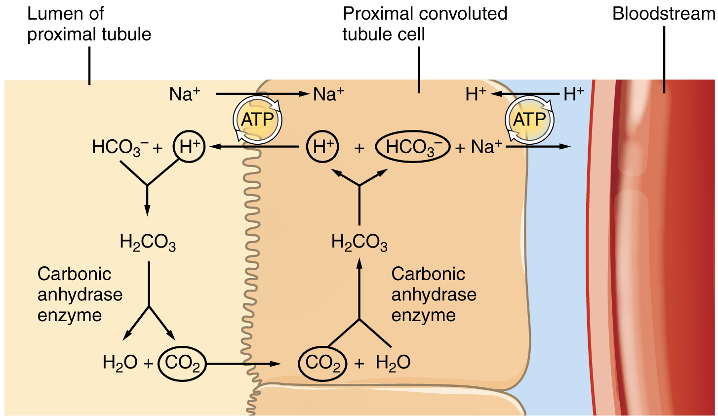 Reabsorption of bicarbonate (HCO3–) from the PCT.