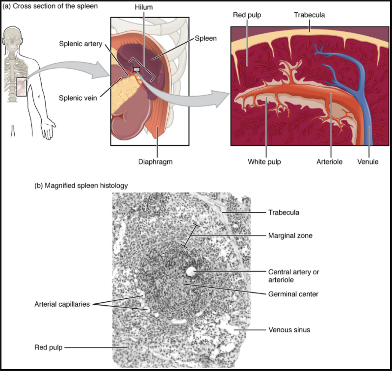 a) The spleen is attached to the stomach. (b) A micrograph of spleen tissue shows the germinal centre. The marginal zone is the region between the red pulp and white pulp, which sequesters particulate antigens from the circulation and presents these antigens to lymphocytes in the white pulp.