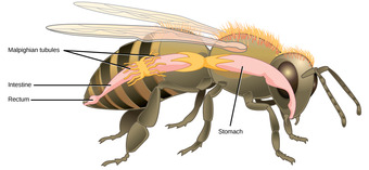 Malpighian tubules in bees
