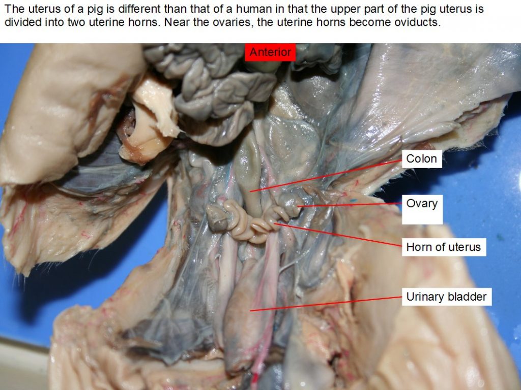 Colon, horn of uterus, ovary, urinary bladder.
