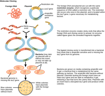 Molecular Cloning
