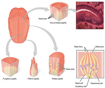 Uniform Distribution of Taste Receptors