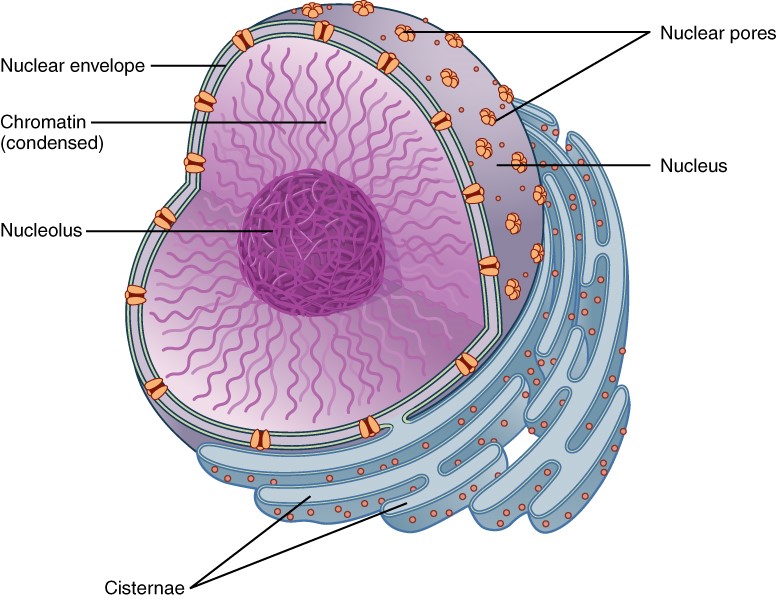 Diagram of nucleus