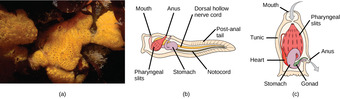 Urochordates