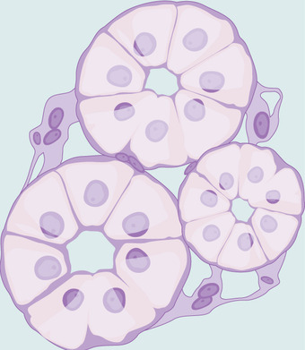 Cuboidal epithelia